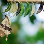 Cómo gestionar el cambio